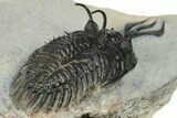 Short Trident Walliserops Trilobite - Timrzit, Morocco #179519-5